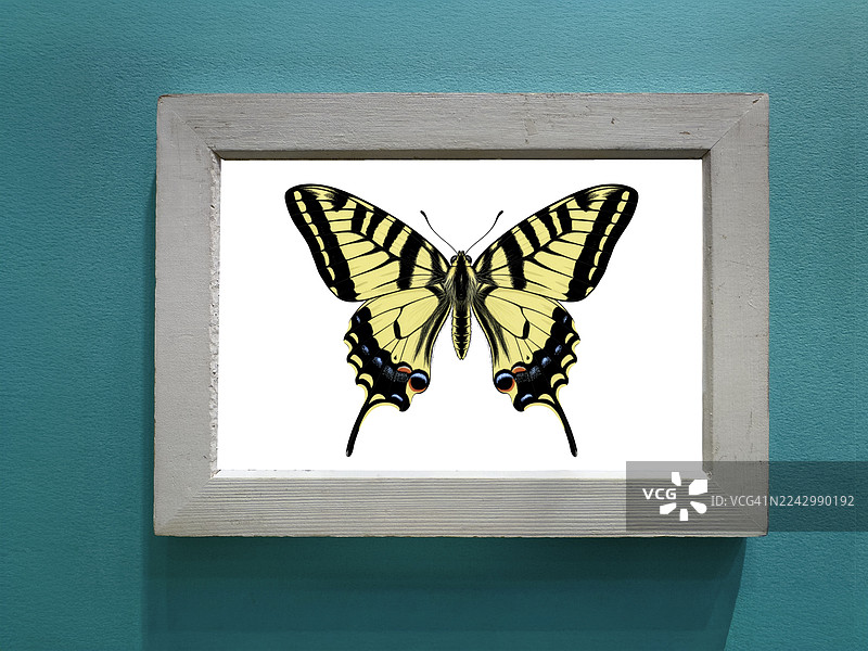 蓝绿色墙面上的蝴蝶插画装框样机图片素材