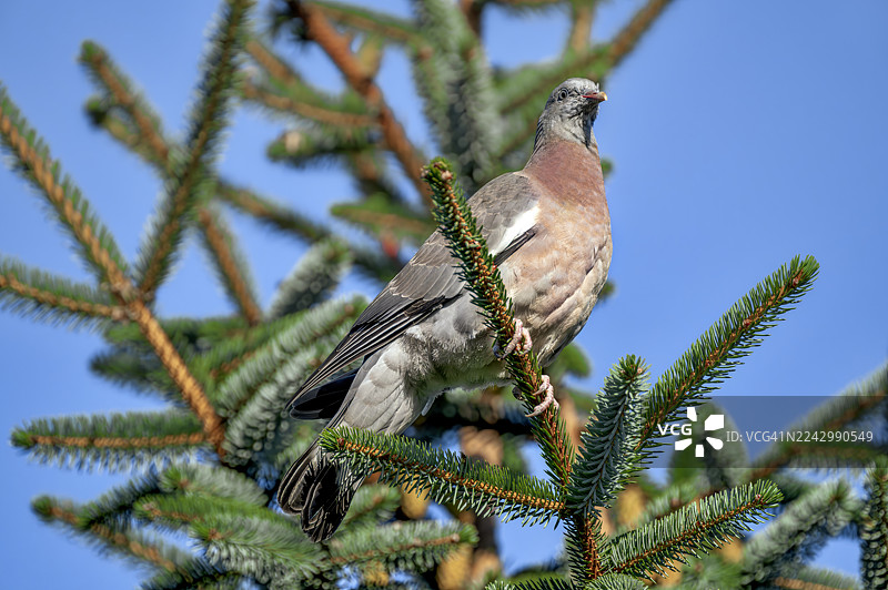 夏日蓝天下，一只年幼的木鸽栖息在圣诞树的树枝上图片素材