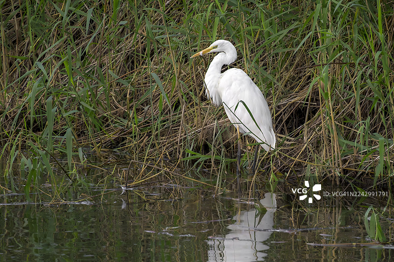 在英国萨默塞特郡的丘谷湖，一只大白鹭在晴朗的阳光下寻找鱼图片素材