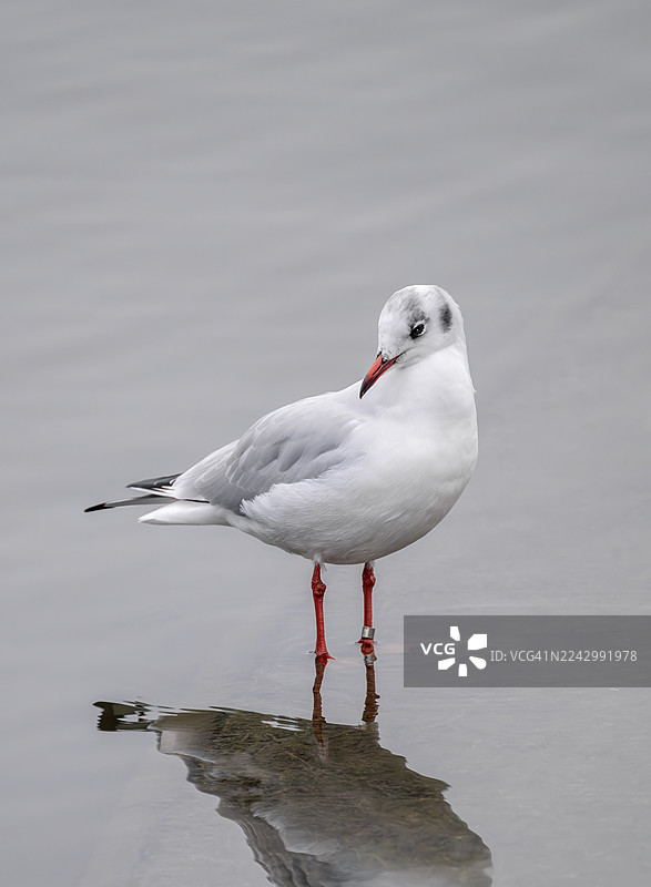 一只黑头鸥站在水中，歪着头向下看，背景是英国萨默塞特郡的丘谷湖，并带有倒影图片素材