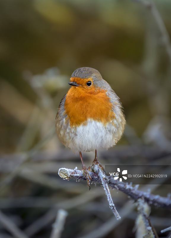 欧洲知更鸟在冬日清晨停歇在结霜的树枝上，在英国萨默塞特拍摄图片素材