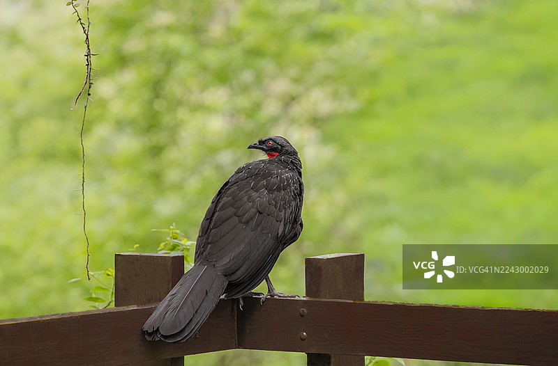 一只冠雉（guan）坐在木栅栏上，好奇地看向一旁。从后面拍摄，背景为绿色。图片素材