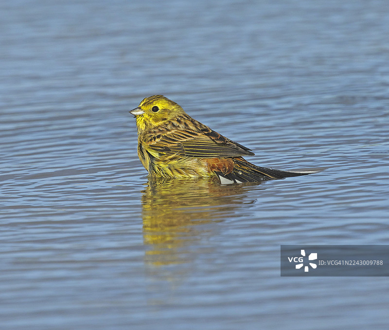 黄鹀 [Emberiza citrinella]图片素材