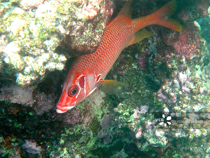 一块岩石状珊瑚下的萨布尔松鼠鱼。图片素材