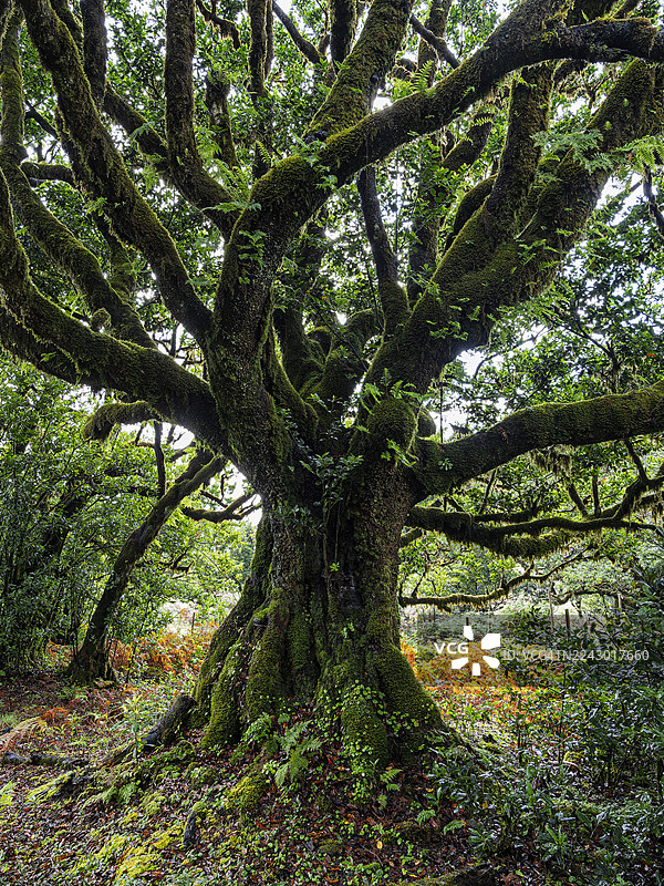 马德拉岛上一棵被苔藓覆盖的大型古树树干，置身于潮湿的森林之中。图片素材