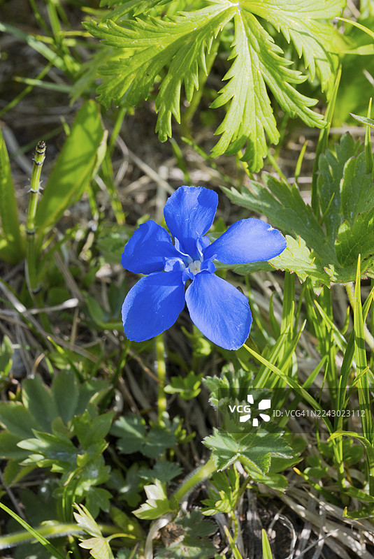 明亮的蓝色花朵,绿叶贴近地面,在明亮的阳光下,春龙胆(Gentiana verna),鞋匠,鞋匠钉,烟囱清扫工,天蓝色,赫尔戈特斯利希特利,廷塔布洛马或天茎,扎加里山口,斯瓦涅季,大高加索山脉,大图片素材