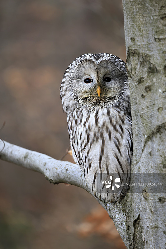 鹰鸮(乌拉尔猫头鹰),成鸟,冬季,在树上,在树干上,波西米亚森林,捷克共和国,欧洲,德国图片素材