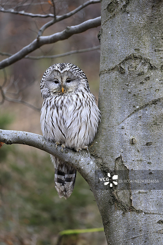 鹰鸮(乌拉尔猫头鹰),成鸟,冬季,在树上,在树干上,波西米亚森林,捷克共和国,欧洲,德国图片素材