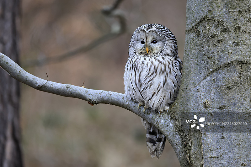 鹰鸮（乌拉尔猫头鹰），成鸟，冬季，在树上，波西米亚森林，捷克共和国，欧洲，德国图片素材