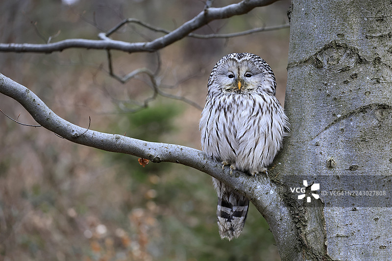 鹰鸮(乌拉尔猫头鹰),成鸟,冬季,在树上,在树干上,波西米亚森林,捷克共和国,欧洲,德国图片素材
