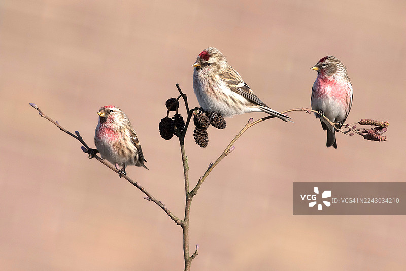 三只普通红额金翅雀栖息在长满干枯球果的桤木枝上图片素材