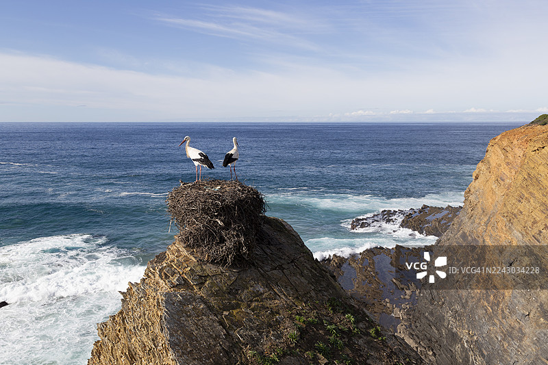两只鹳鸟栖息在海岸悬崖上的巢中，俯瞰着大海图片素材