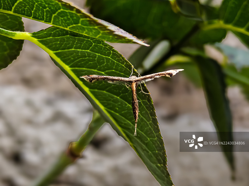 特写镜头，一只羽蛾伪装在一片生机勃勃的绿色叶子上，置身于大自然中图片素材