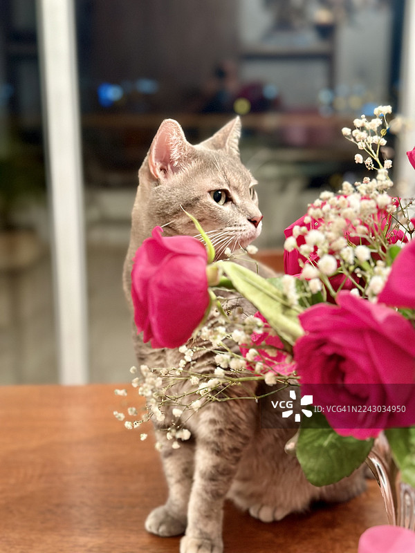 一只家养虎斑猫的特写，它坐在一张木桌上，旁边是鲜艳的粉色玫瑰和满天星花束，好奇地看向一旁。图片素材