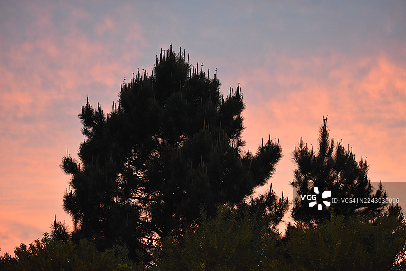夕阳映衬下松树的剪影图片素材