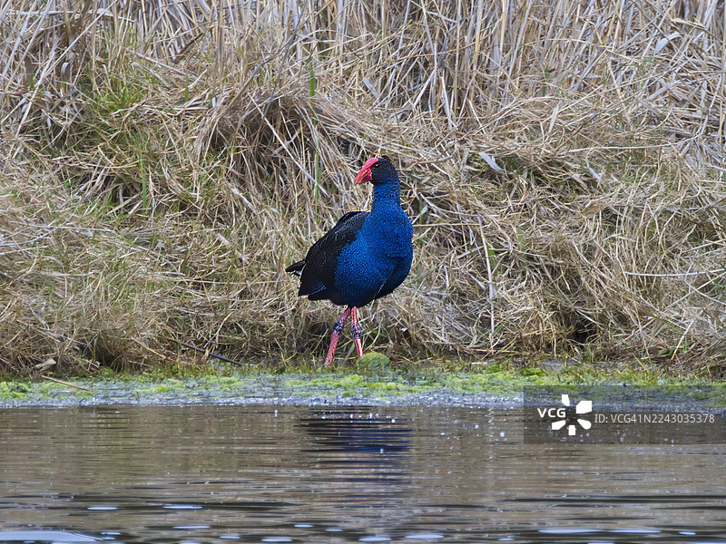 一只色彩鲜艳的蓝羽鸡站在湿地自然栖息地的水边图片素材