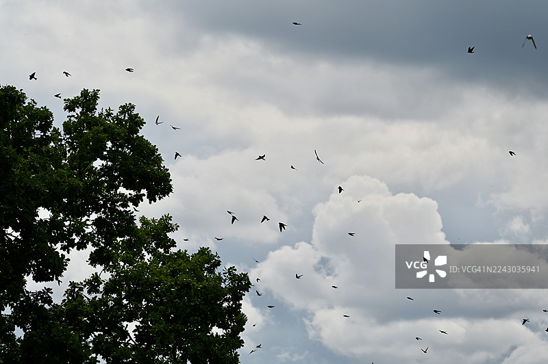 从低角度看，茂密的绿树上方，多只鸟的剪影在多云的天空中自由飞翔图片素材