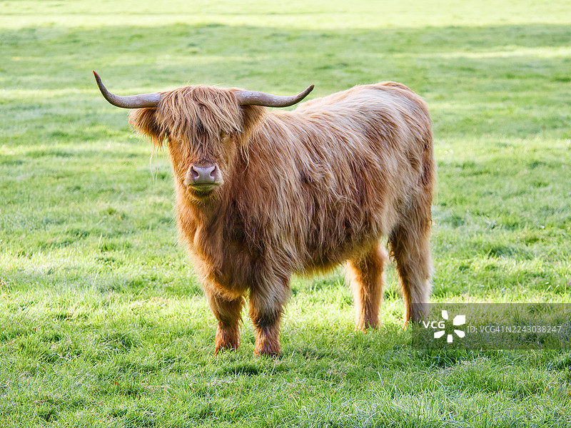 一头雄伟的苏格兰高地牛肖像，毛发蓬乱，长有牛角，在自然光下站在一片郁郁葱葱的绿色田野里图片素材