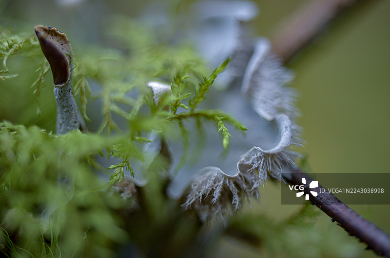 特写镜头下，柔焦的森林环境中，一根树枝上生长着生机勃勃的绿色苔藓和娇嫩的真菌。图片素材
