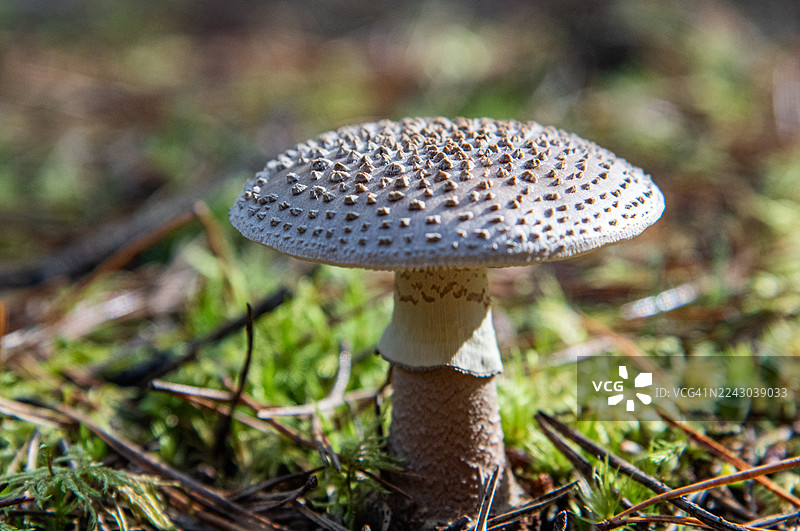 特写镜头下，一朵带有纹理菌盖的蘑菇正生长在长满苔藓的森林地面上，并被自然光照亮。图片素材