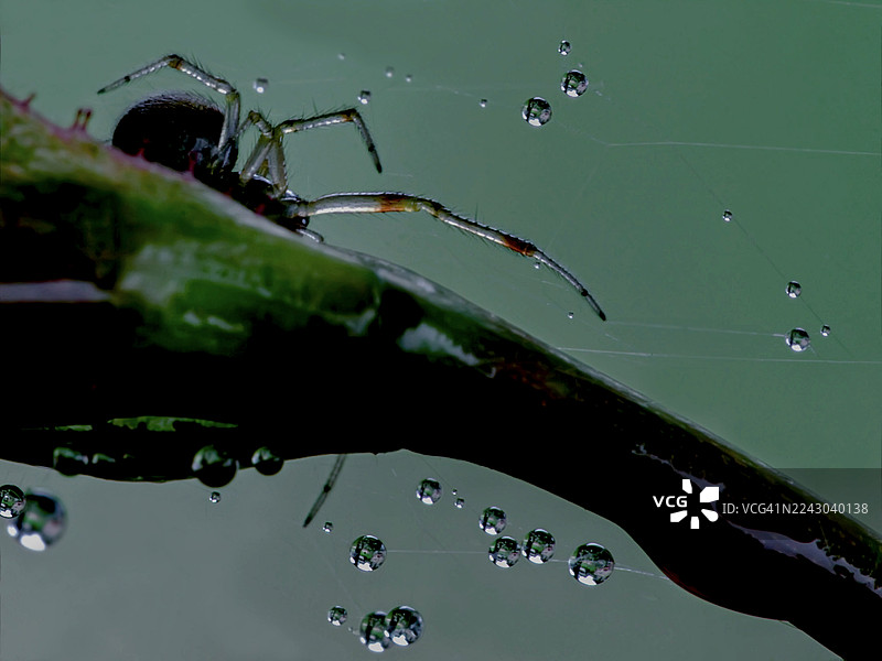 雨后，蜘蛛网上布满了晶莹剔透的露珠，近距离展现了自然界精妙的平衡之美。图片素材