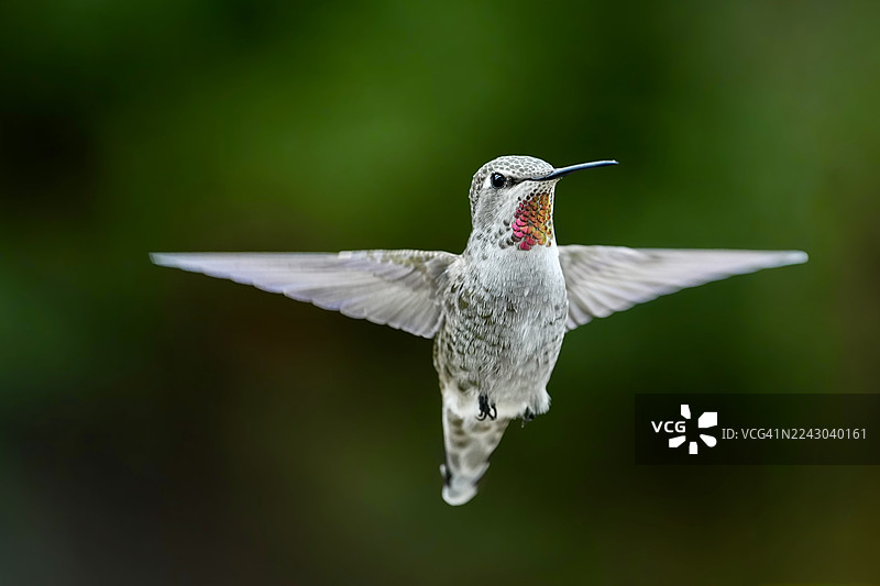 特写：一只蜂鸟在空中悬停，翅膀张开图片素材