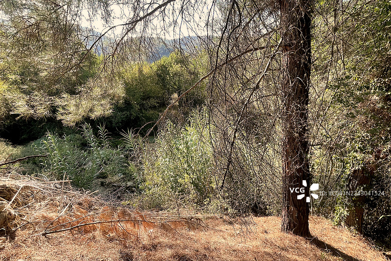 阳光透过松树和枯枝洒入林间，背景中是生机勃勃的绿色植被。图片素材