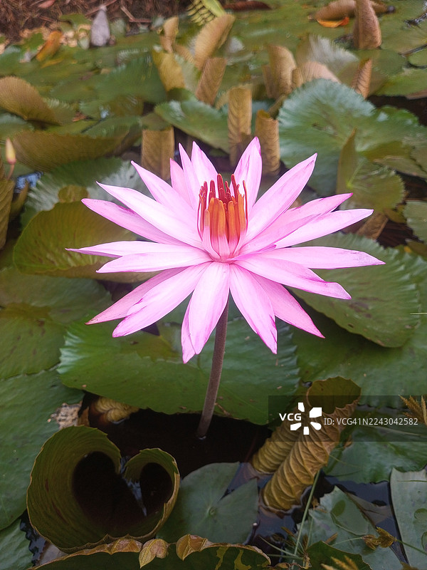 宁静池塘中鲜艳的粉色睡莲盛开，周围环绕着绿色的荷叶，特写镜头。图片素材