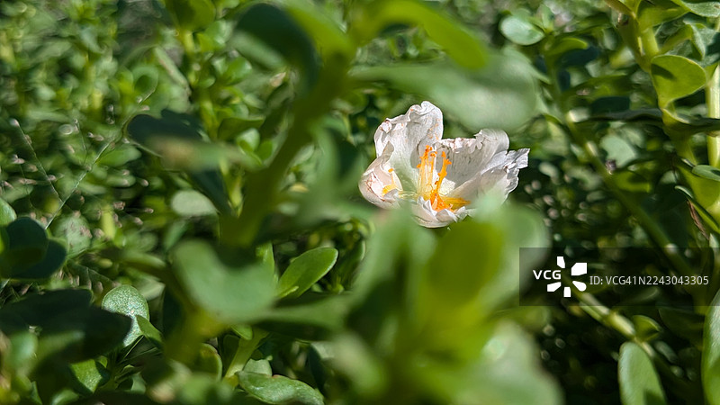 特写镜头下，一朵娇嫩的白色花朵，橙色的花蕊点缀其中，绿色叶子环绕，沐浴在自然光下。图片素材