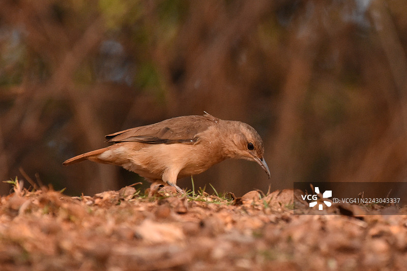 特写镜头：一只棕色的小鸟在干枯的树叶和草丛中觅食图片素材
