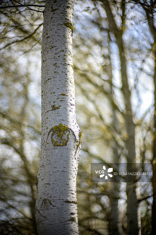低角度拍摄的森林树干，展示了其自然纹理和图案，西班牙图片素材