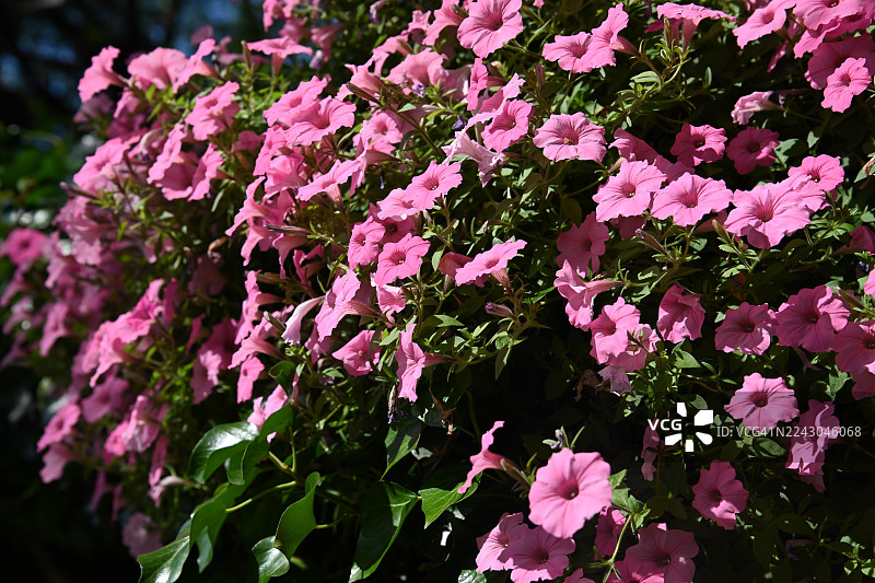花园中盛开的鲜艳粉色花朵的特写，展现了自然的勃勃生机图片素材