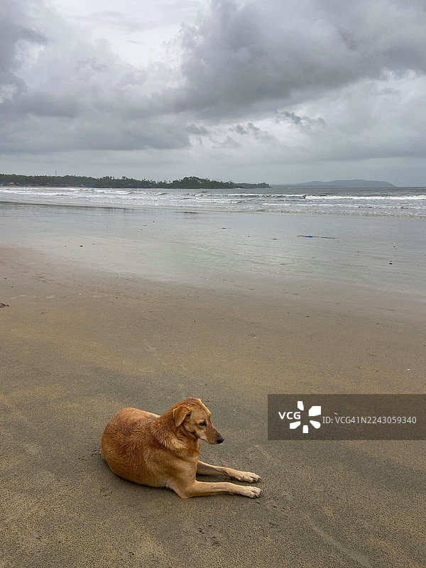 南果阿的帕洛林海滩上休息的流浪狗。图片素材