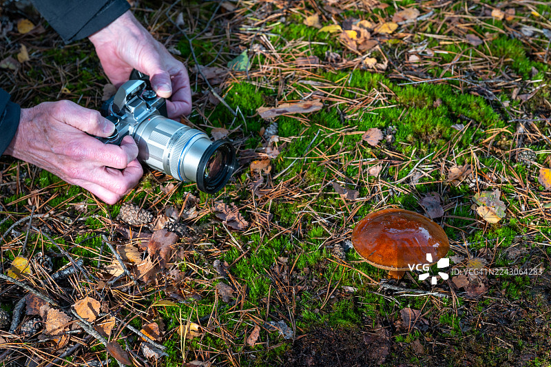 摄影师在森林中拍摄蘑菇图片素材