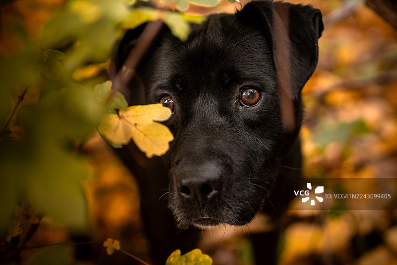 一只美国斯塔福郡梗犬从秋叶后探出头来。图片素材