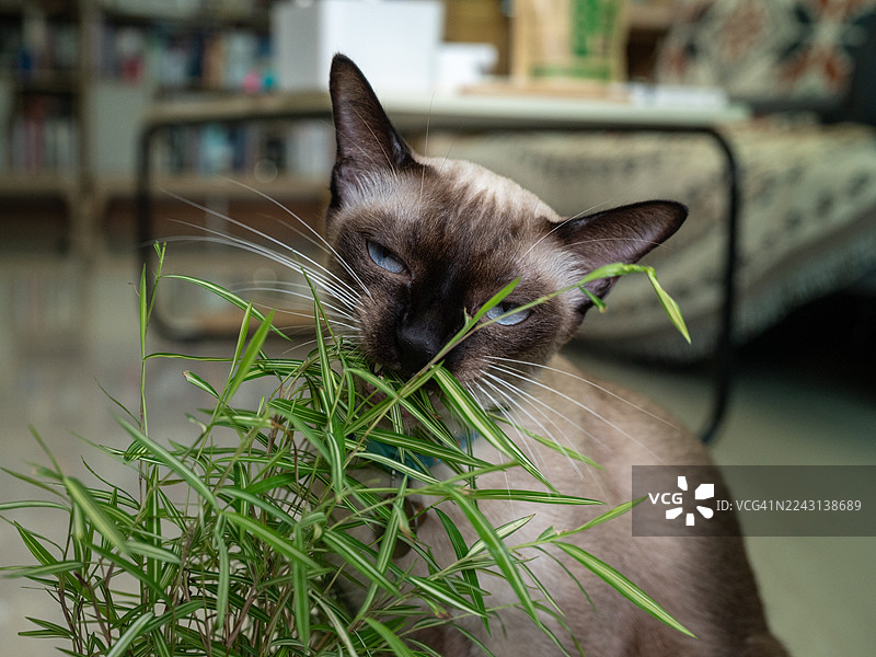 一只暹罗猫在吃泰国竹叶。家猫吃植物通常被认为是正常行为。图片素材