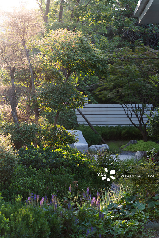 夏日黄昏时分，公园里茂密的绿色植物图片素材