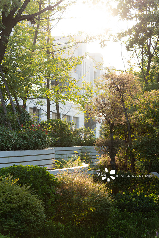 夏日日落时分公园里茂密的绿色植物图片素材