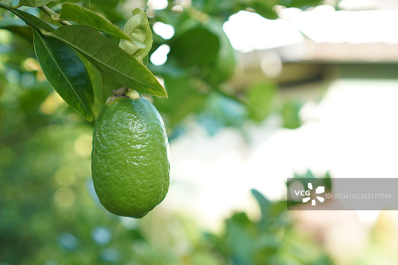 柠檬树图片素材