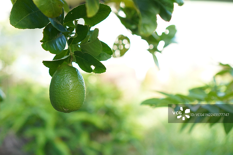 柠檬树图片素材