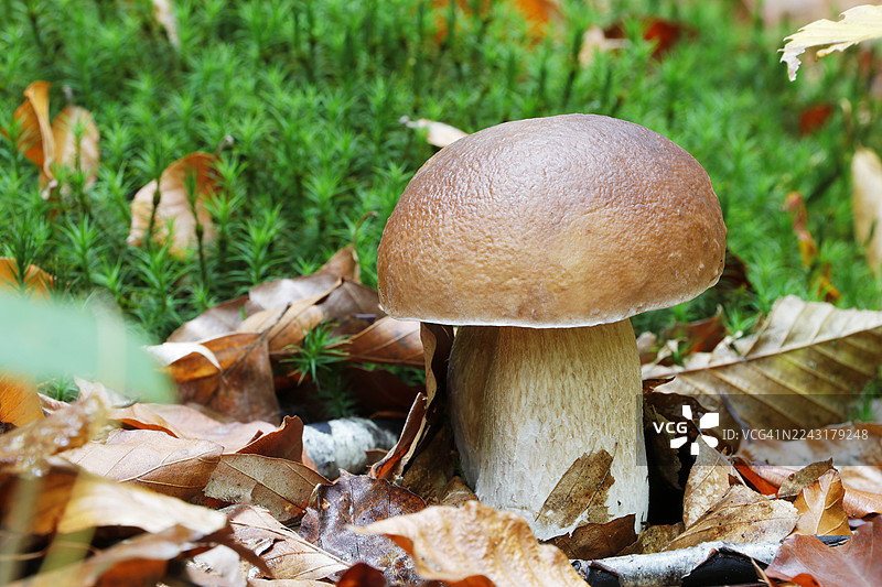 法国塞纳-马恩省的蘑菇图片素材