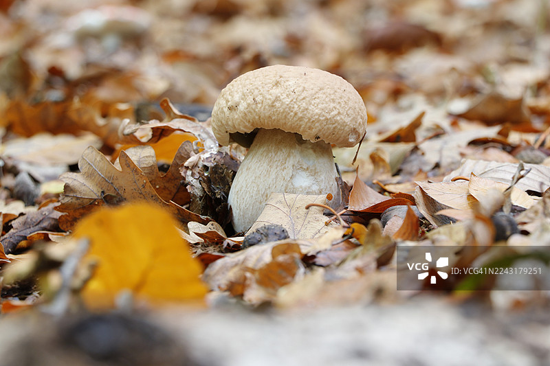 法国塞纳-马恩省的蘑菇图片素材