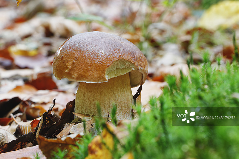 法国塞纳-马恩省的蘑菇图片素材