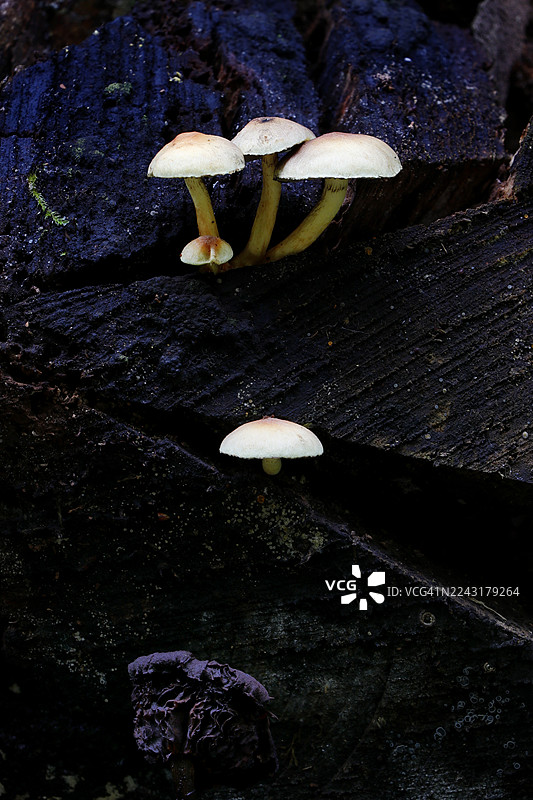 法国塞纳-马恩省的蘑菇图片素材