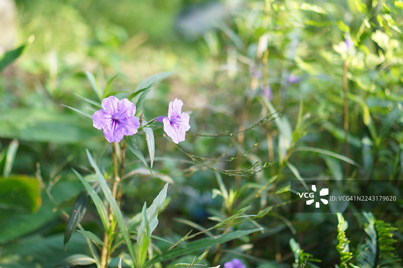 水炮，水炮，鼠尾癀，铁根，退热草，爆荚，爆竹，三棱，泰国红花， Britton’s Wild，墨西哥蓝铃花，矮牵牛紫花在花园中绽放，背景为自然风光图片素材