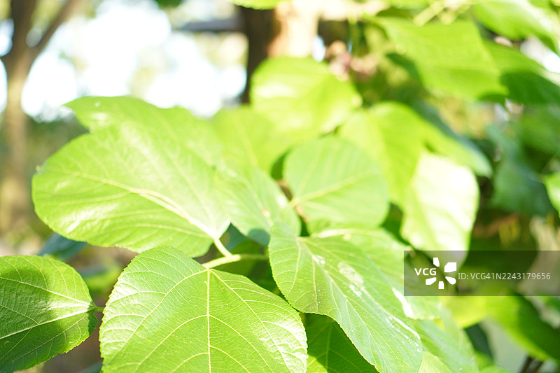 花园中盛开的桑葚果，自然背景图片素材