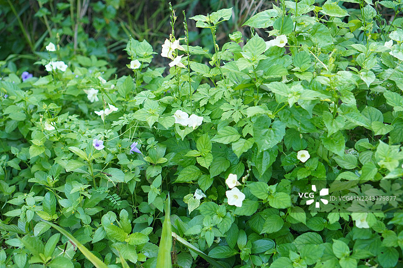 紫色的花，蔓生毛冠草，爵床科，方茎，生于土表，顶端直立，单叶，卵形。图片素材