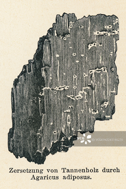 旧雕版插画，展示了植物病害——由胶鳞肉伞（一种黏滑、有鳞、黄褐色的蘑菇）引起的冷杉木腐烂。图片素材