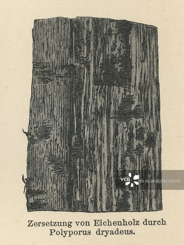 老式雕版插画，展示橡树病害——橡树木腐病，由橡树层孔菌、疣状橡树多孔菌、垂泪多孔菌或垂泪盖菌（Inonotus dryadeus）引起，这是一种不可食用的真菌，由具有纤维质肉的层孔菌构成。图片素材