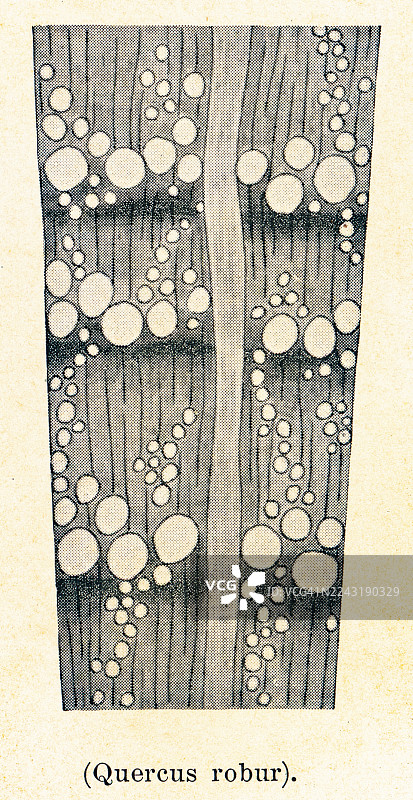 老式雕刻插图，展示了橡木（Quercus robur）木材的横截面放大12倍的图像图片素材
